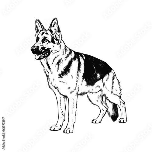 German Shepherd dog illustration, black and white, for pet lovers