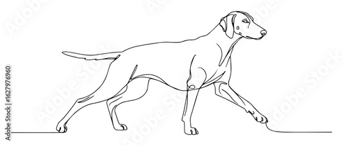 continuous one line drawing of a vizsla or weimaraner hunting dog in a pointing pose vector monoline illustration