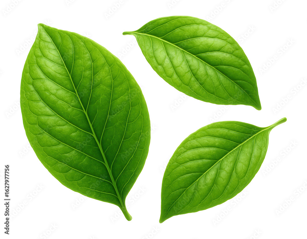 Fototapeta premium Three vibrant green leaves with detailed veins arranged artistically on transparent background.