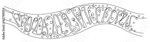mitochondrion inner membrane diagram thin vector outline monoline