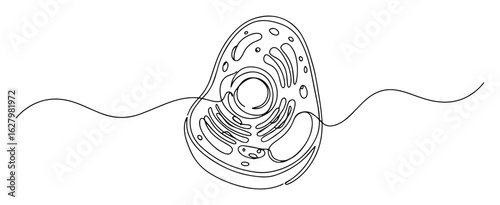 single eukaryotic cell drawing vector monoline outline