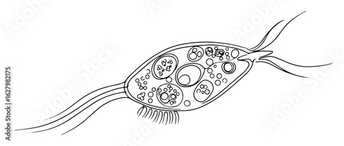 giardia protozoan parasite one continuous line drawing