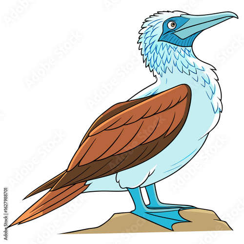 Blue footed booby bird isolated on white background