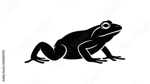 Silhouette of a Frog on a Dark Background amphibian