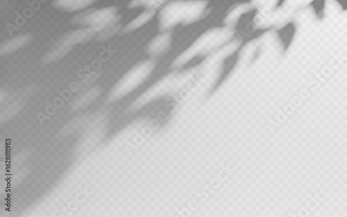 Abstract shadow overlay from tree branch on a transparent background.