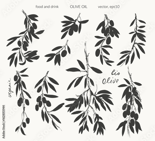 Hand drawn olive branches with leaves and berries ink sketches. For food and drink background