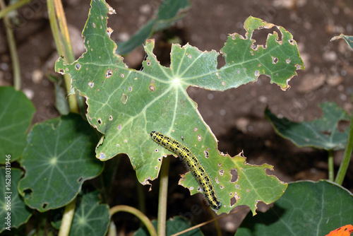 Slika na platnu Large white caterpillars on a eaten leaf close up nature