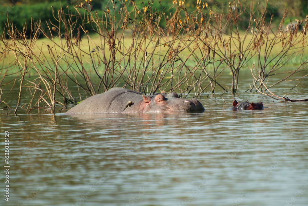 Fototapeta premium Hippopotamus in Naivasha lake, Kenya, Africa