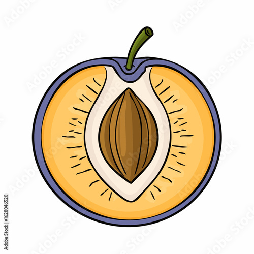 Sectional Plum Illustration Featuring a Seed, Showcasing the Fruit's Interior Structure