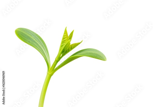 Wallpaper Mural Close up of a sprouting plant symbolizing new beginnings and growth with a clean white background Torontodigital.ca