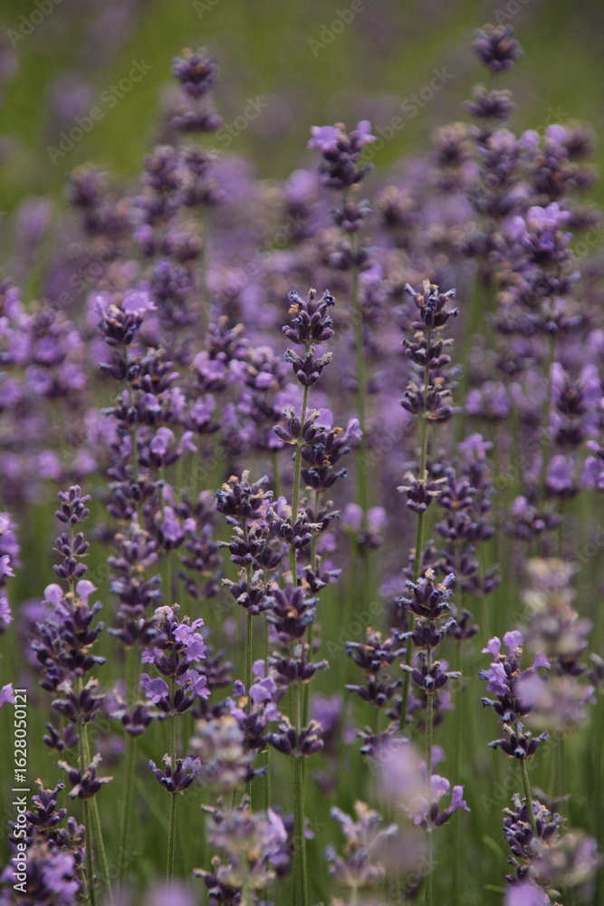 Obraz premium lavender field in provence