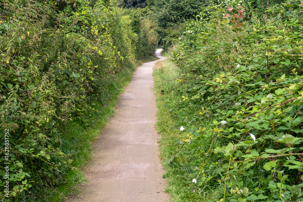 Winding path through lush green vegetation leading into the woods