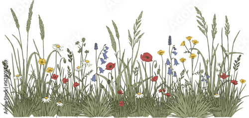 Isolated a kinds of deferent flower, spring, grass, nature, field, flowers, plant, summer, blue, meadow, garden, vector art with white background.