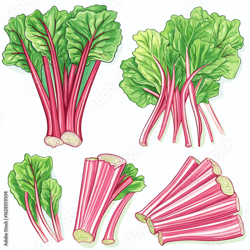 Rhubarb stalks and leaves in various arrangements and styles  