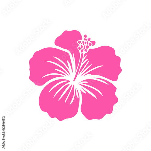 Pink hibiscus vector illustration on white background. Pink carnation flower
