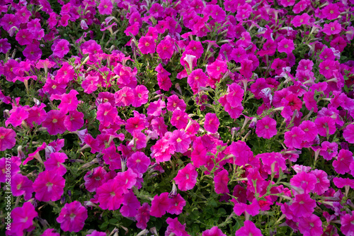 Background of blooming bright pink petunia growing in the garden on the flowerbed.