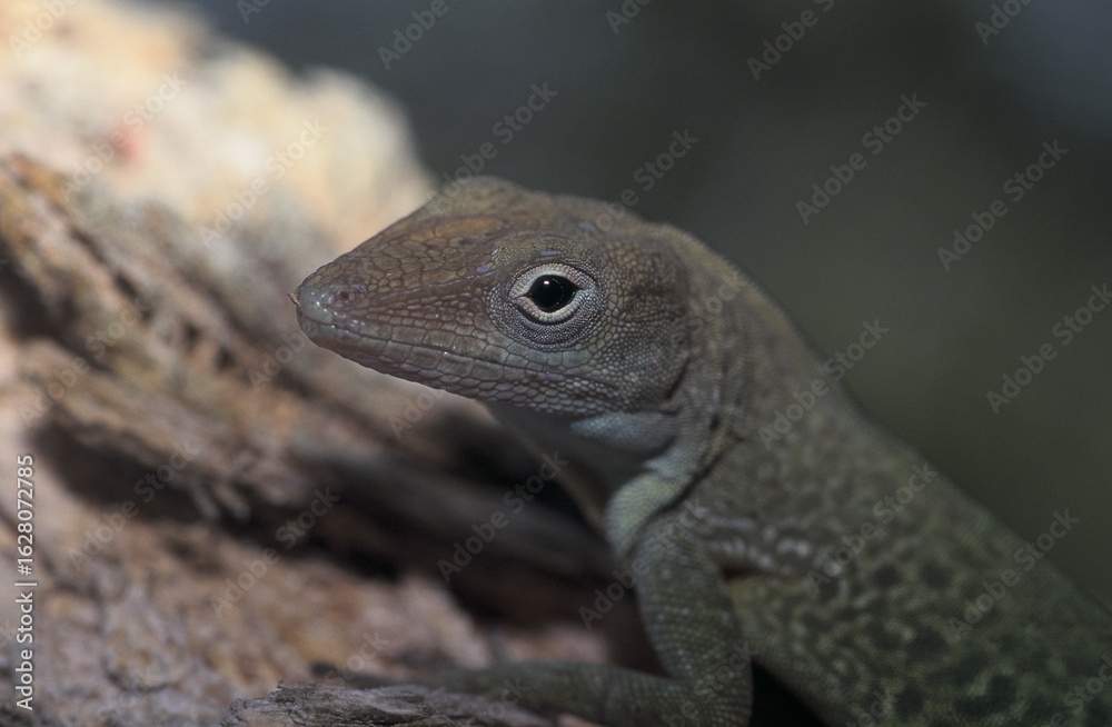 Fototapeta premium Anolis marbré
