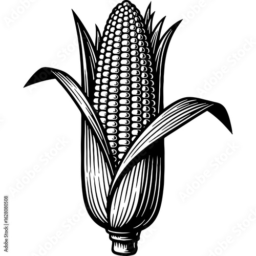Vintage Engraving Style Ear of Corn Illustration for Autumn Harvest and Thanksgiving Holiday Designs, Farm Produce, Botanical Graphic