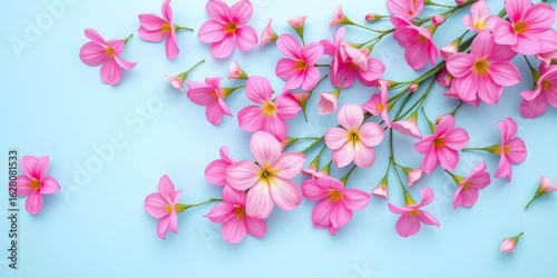 Pastel blue background, vibrant pink spring flowers in a flat lay arrangement ,  field flowers,  overhead
