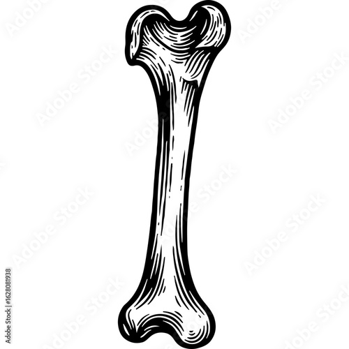 Rustic Vintage Engraved Bone Illustration. Hand-drawn Skeletal Element for Holiday, Feast, and Thanksgiving Culinary Designs.