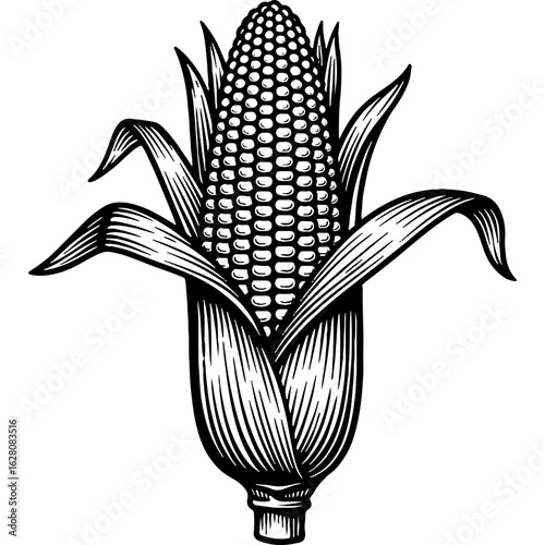 Vintage Engraved Black and White Illustration of an Ear of Corn. Organic Maize Crop, Healthy Grain Vegetable Graphic.