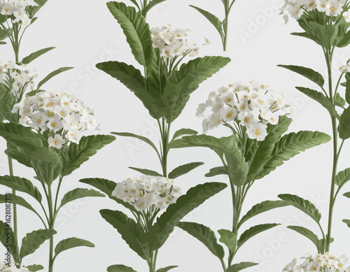 The flowers have numerous thin petals, creating a fluffy, full appearance, and are arranged on slender stems above a dense mound of deep green leaves. 