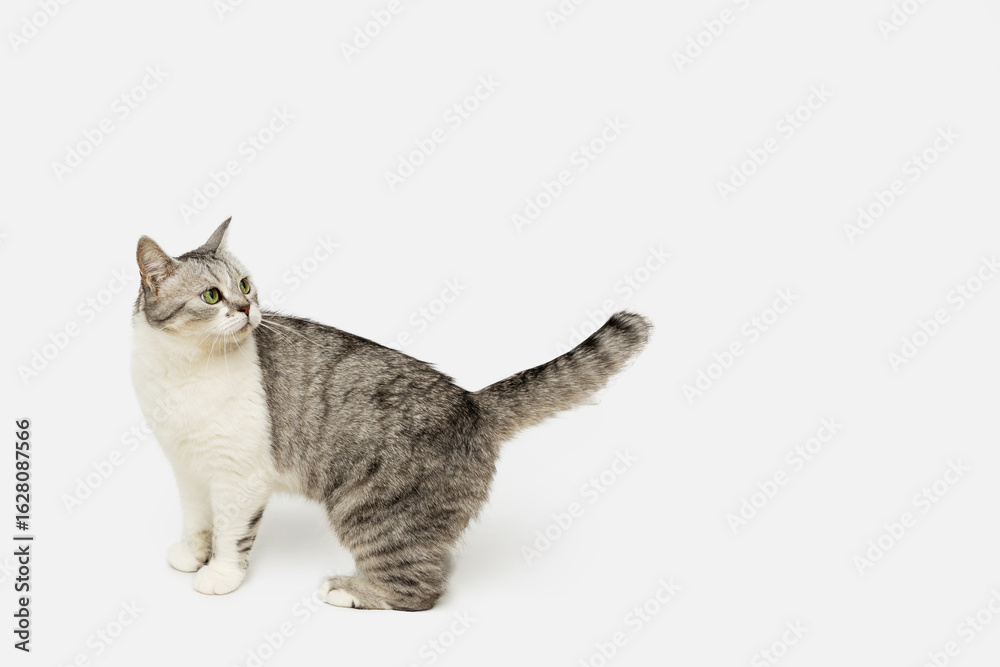 Obraz premium cute pet, british cat on white background copy space, studio shot
