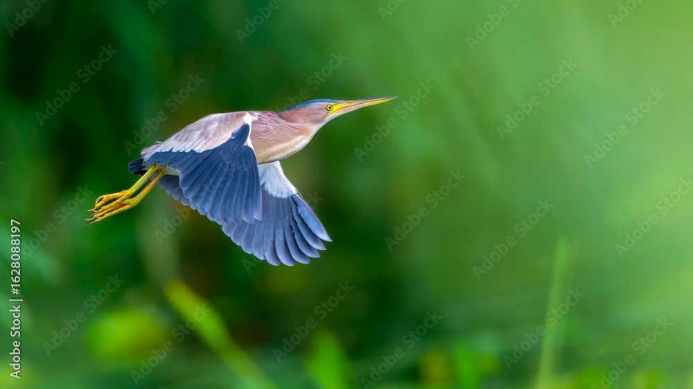 Obraz premium great blue heron ardea cinerea