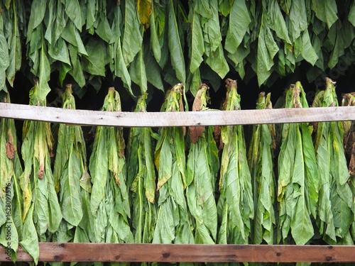 tobacco hanging in a barn