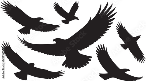 Collection of seven majestic eagle silhouettes in various flight poses. Vector graphic set of soaring birds of prey isolated on white.