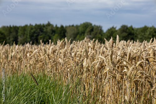Rural farmland with golden wheat fields stretching across Svenstorp area outside Skovde in Vastergotland Sweden
