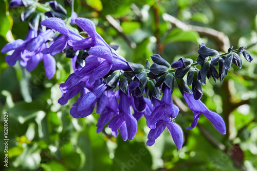 Salvia guaranitica flowers. Lamiaceae perennial plant