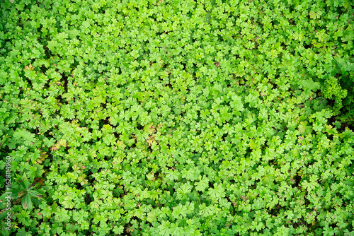 Roadside geranium (Geranium molle) is a very hardy plant that grows in poor, dry soil and has anti-inflammatory properties. Ideal image as background or 3D Texture.
