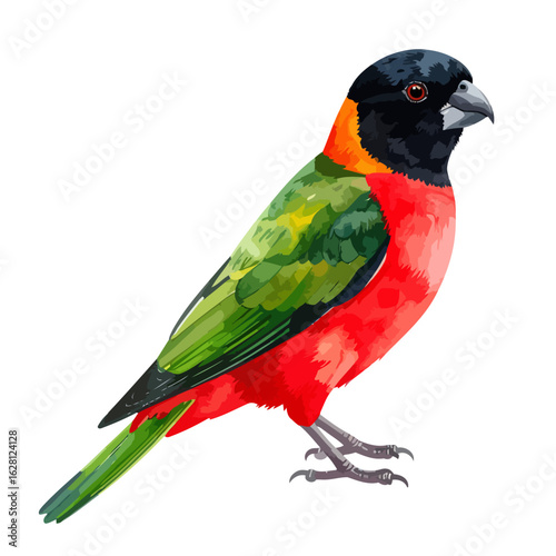 Illustration of a colorful bird with a black head, red breast, green wings and tail, standing against a white background.