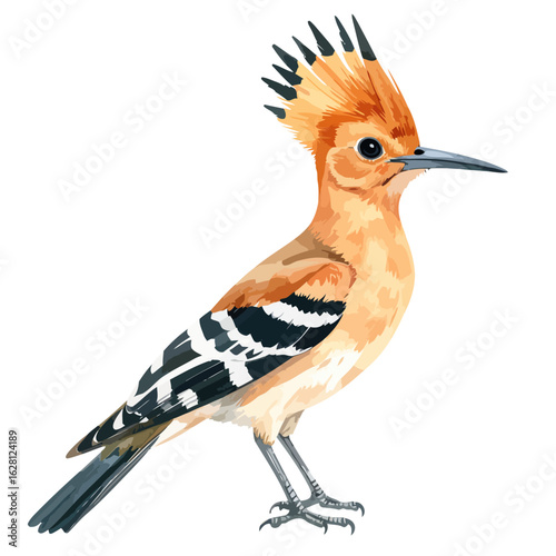 Elegant Hoopoe bird illustration with a striking orange crest, black-tipped feathers, and distinctive black and white striped wings.