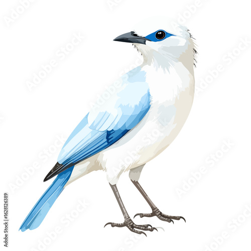 Elegant Bali Myna bird with white plumage, blue wings, and a striking blue eye patch.