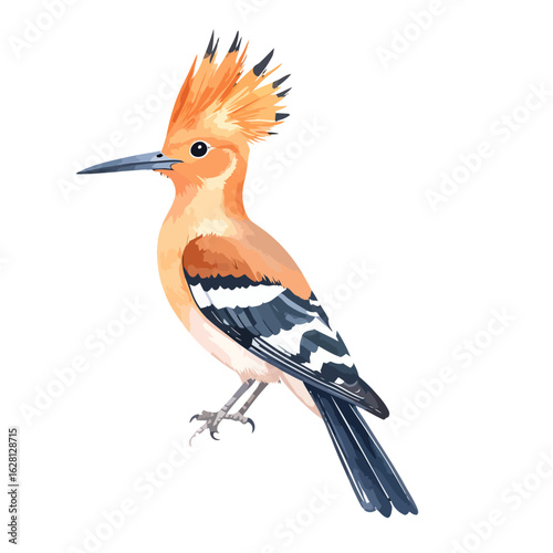 Detailed Illustration of a Hoopoe Bird, showcasing its distinctive orange crest, barred wings, and long, down-curved beak.