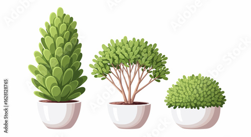 Three potted evergreen plants of varying shapes and sizes against a white background