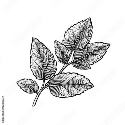 Engraved botanical drawing of mint leaves on white background  