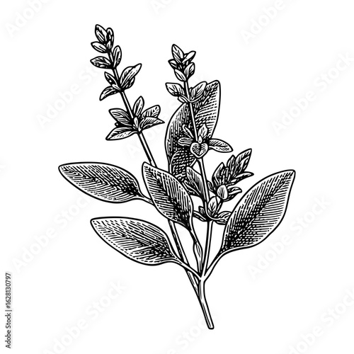 Sage leaves and stem illustrated in detailed black and white  