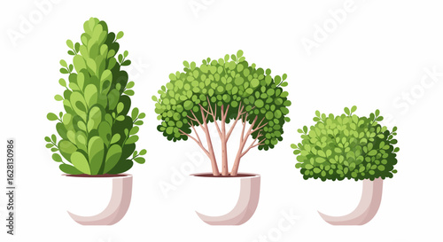 Three potted green bushes with lush foliage arranged in a row showing different plant shapes on a white background