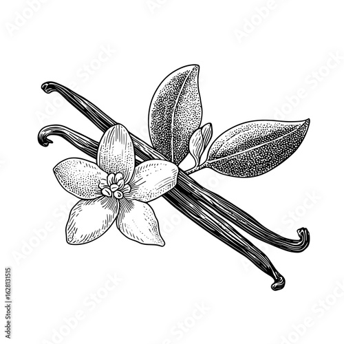 Botanical illustration of vanilla pod and flower with leaves  