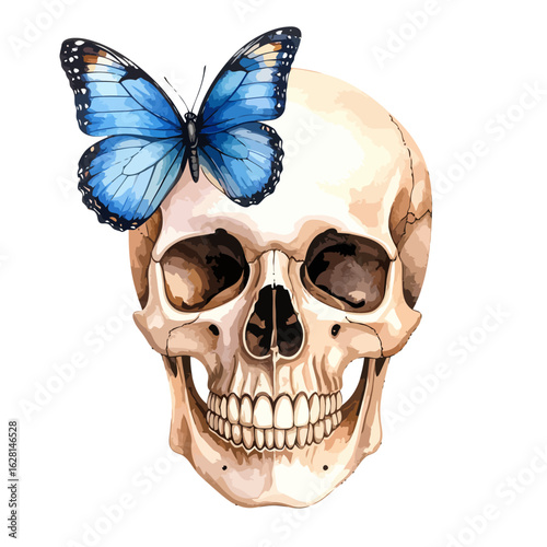 Vector illustration of a human skull with a vibrant blue butterfly resting on its forehead.