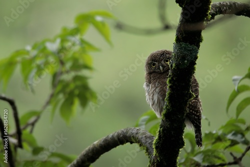 Collared Pygmy Owlet sitting on a moss laden branch