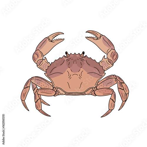 Stone crab isolated on transparent background with claws raised  