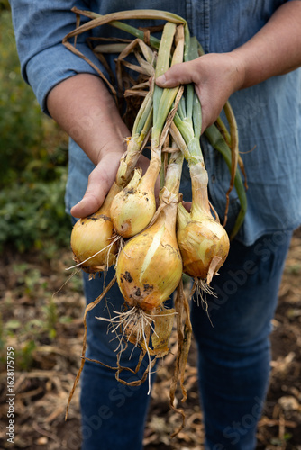Harvest of organic onions in hands homegrown food