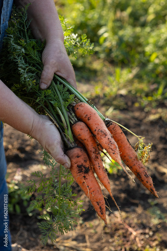 Harvesting carrots in garden vegetables growing