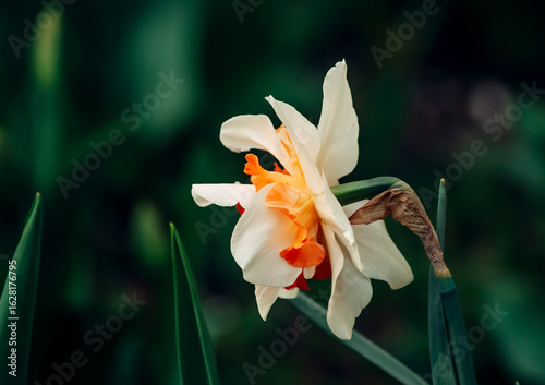 orange lily in the garden