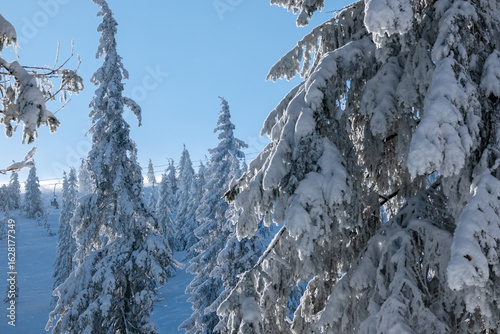 A chairlift carries skiers up the mountain through snow-covered fir trees in the forest