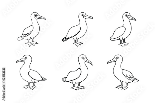 set of booby bird line art vector